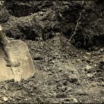 Do Animals Have Souls?